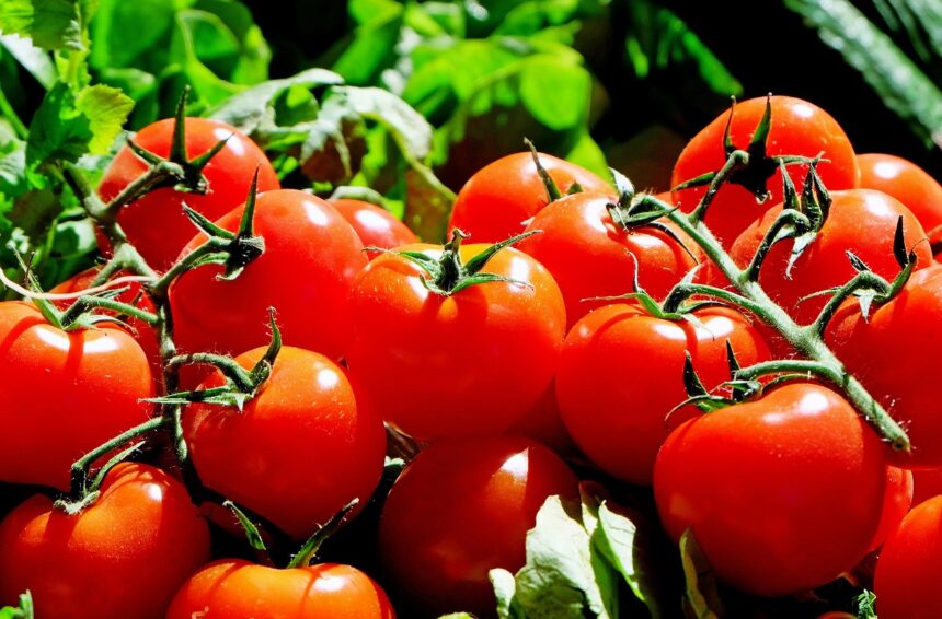 tomatoes how many calories